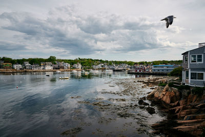 Harbor view of new england town with seagull flying