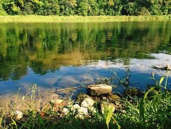 Reflection of trees in lake