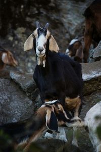 Close-up of horse on rock