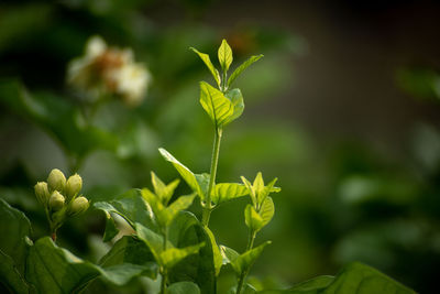 Close-up of green plant