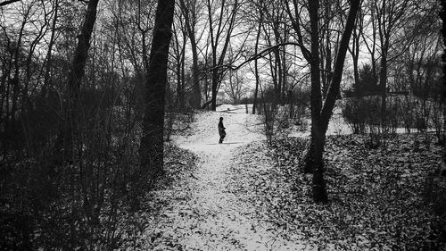 Bare trees in park