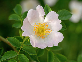 Close-up of white flowering plant