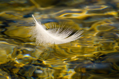 Close-up of feather in water
