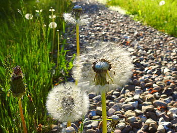 Close-up of white dandelion flower