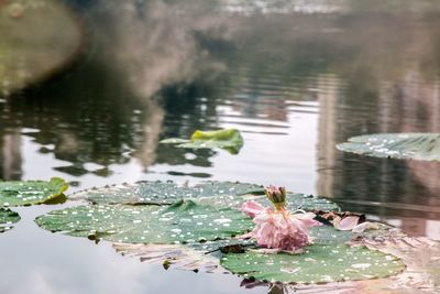 View of lotus water lily in lake