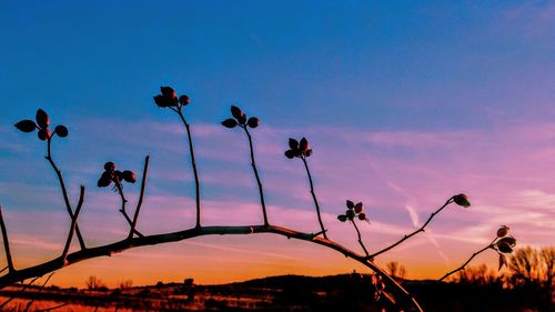 Low angle view of silhouette plants against sky at sunset