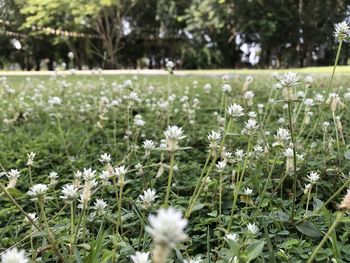 White flowering plants on field
