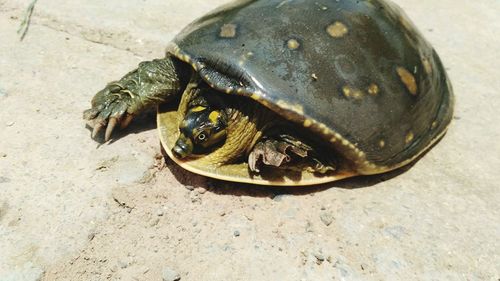 High angle view of tortoise in container