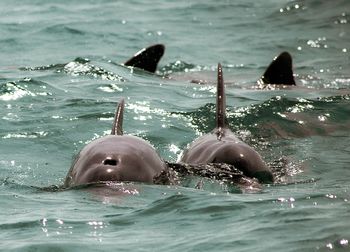 People swimming in sea