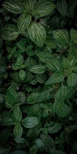 Full frame shot of fresh green leaves