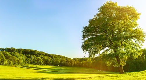 Scenic view of field against clear sky