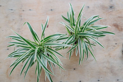 Close-up of potted plant