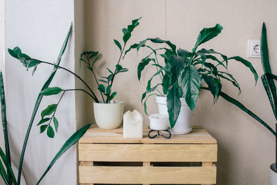 Close-up of potted plants on table at home