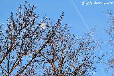 Low angle view of bare trees against blue sky