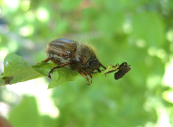 Close-up of honey bee pollinating flower