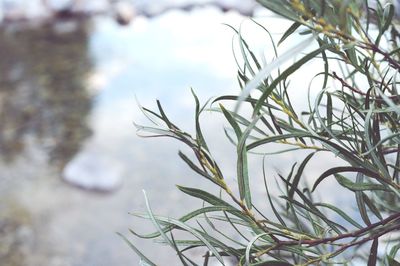 Close-up of fresh plant against sky