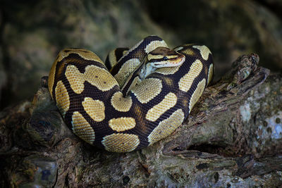 Close-up of snake