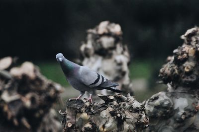 Close-up of pigeon perching on wood outdoors