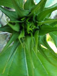 Close-up of fresh green leaves