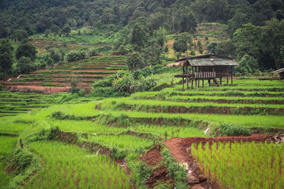 Scenic view of agricultural field