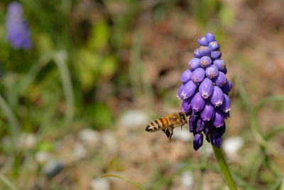 Honey bee in fligth at a violet grape hyacinth flower closeup