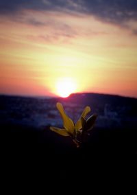 Close-up of yellow flower against sky at sunset