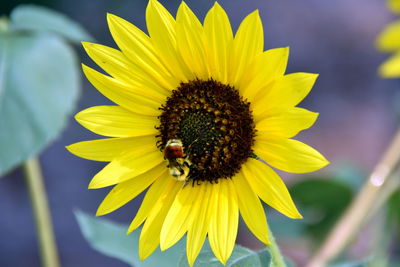 Bee pollinating on sunflower