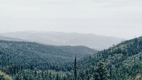 Scenic view of pine trees against sky