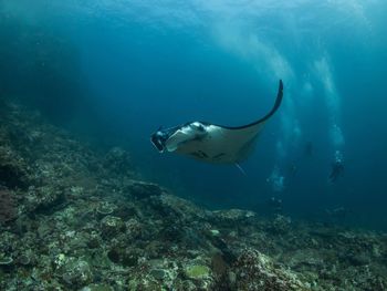 Stingray swimming in sea