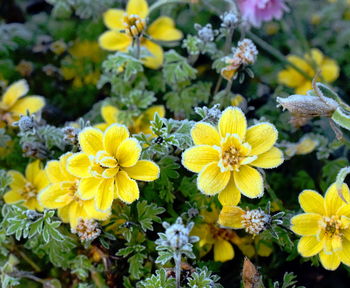 Close-up of yellow flowering plants in park