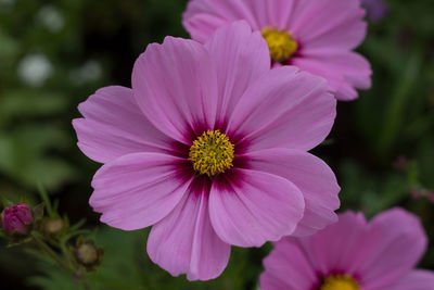 Close-up of pink flower blooming outdoors