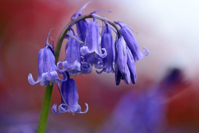 Close-up of purple flowers blooming outdoors