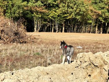 Dog running in the forest