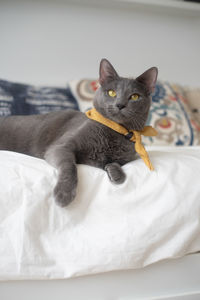 Portrait of cat relaxing on bed at home