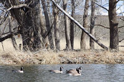 Ducks swimming on lake