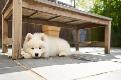 Portrait of white dog resting under a table