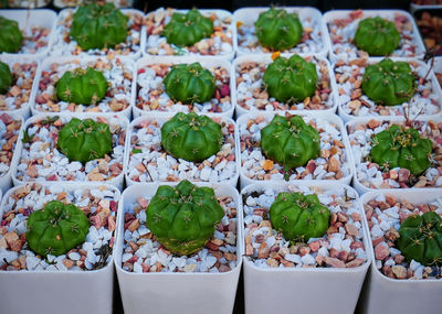 Group of small potted succulent plants with white brown gravel stones