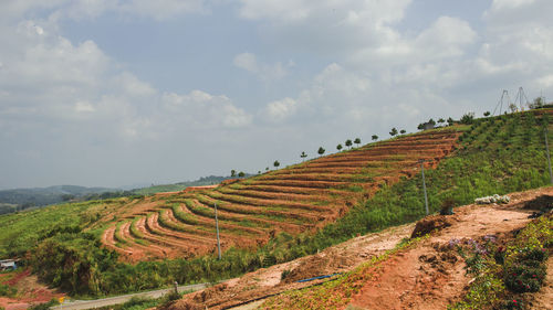 Scenic view of agricultural field against sky