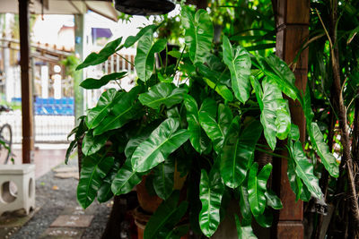 Close-up of green plant against building