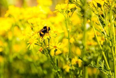 Close-up of bee pollinating on flower