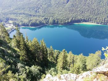 High angle view of pine trees by lake in forest