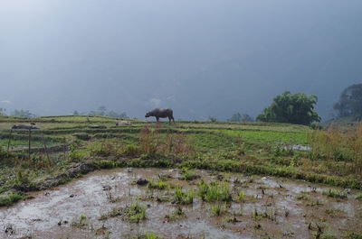 Horses in a field