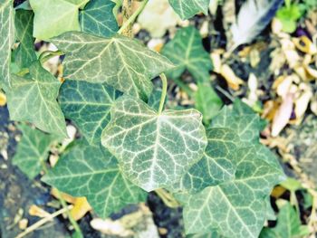 Close-up of spider web on plant