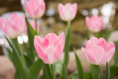 Close-up of pink flowers blooming outdoors