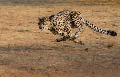 Cheetah on topgun full speeds runs to catch prey