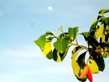 Low angle view of leaves against sky