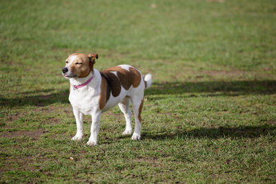 Dog standing in field