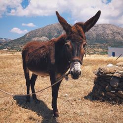 Horse on field