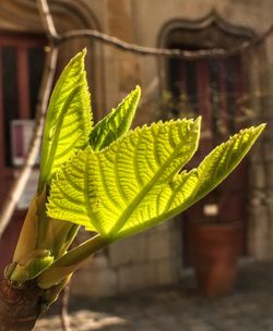 Close-up of plant