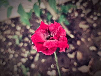 Close-up of pink rose
